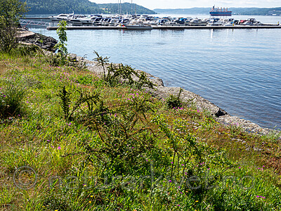 SR072019 (151) / Cotoneaster divaricatus / Sprikemispel